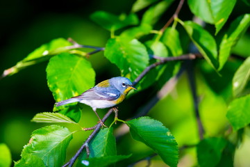 A small warbler of the upper canopy, the Northern Parula can be found in boreal forests of Quebec. It nests in Canada in June and July and after returns south to spend the winter.
