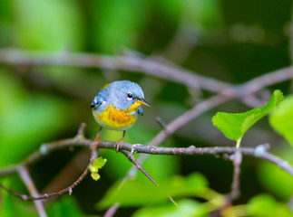 A small warbler of the upper canopy, the Northern Parula can be found in boreal forests of Quebec. It nests in Canada in June and July and after returns south to spend the winter.