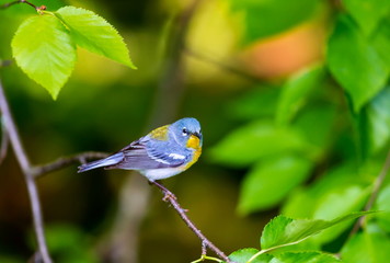 A small warbler of the upper canopy, the Northern Parula can be found in boreal forests of Quebec. It nests in Canada in June and July and after returns south to spend the winter.