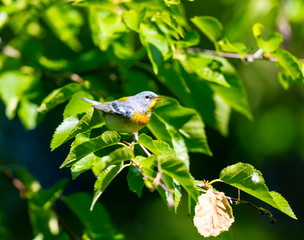 A small warbler of the upper canopy, the Northern Parula can be found in boreal forests of Quebec. It nests in Canada in June and July and after returns south to spend the winter.