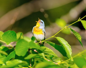 A small warbler of the upper canopy, the Northern Parula can be found in boreal forests of Quebec. It nests in Canada in June and July and after returns south to spend the winter.