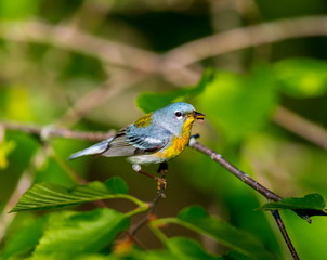 A small warbler of the upper canopy, the Northern Parula can be found in boreal forests of Quebec. It nests in Canada in June and July and after returns south to spend the winter.