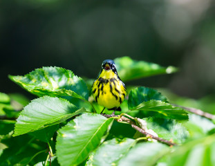 The Magnolia Warbler is a handsome and familiar warbler of the northern forests. Though it often forages conspicuously and close to the ground, it is a very shy and hard to photograph.