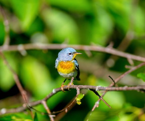 A small warbler of the upper canopy, the Northern Parula can be found in boreal forests of Quebec. It nests in Canada in June and July and after returns south to spend the winter.