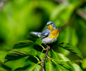 Fototapeta premium A small warbler of the upper canopy, the Northern Parula can be found in boreal forests of Quebec. It nests in Canada in June and July and after returns south to spend the winter.