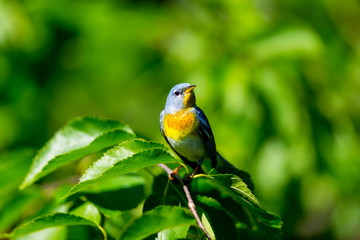 A small warbler of the upper canopy, the Northern Parula can be found in boreal forests of Quebec. It nests in Canada in June and July and after returns south to spend the winter.