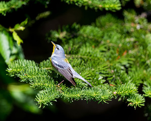 A small warbler of the upper canopy, the Northern Parula can be found in boreal forests of Quebec. It nests in Canada in June and July and after returns south to spend the winter.