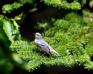 A small warbler of the upper canopy, the Northern Parula can be found in boreal forests of Quebec. It nests in Canada in June and July and after returns south to spend the winter.