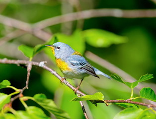 A small warbler of the upper canopy, the Northern Parula can be found in boreal forests of Quebec. It nests in Canada in June and July and after returns south to spend the winter.