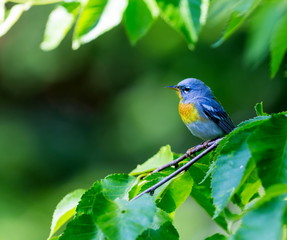 A small warbler of the upper canopy, the Northern Parula can be found in boreal forests of Quebec. It nests in Canada in June and July and after returns south to spend the winter.