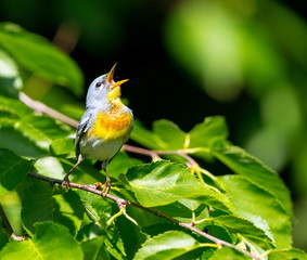 A small warbler of the upper canopy, the Northern Parula can be found in boreal forests of Quebec. It nests in Canada in June and July and after returns south to spend the winter.