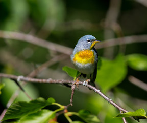 A small warbler of the upper canopy, the Northern Parula can be found in boreal forests of Quebec. It nests in Canada in June and July and after returns south to spend the winter.