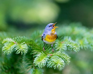 A small warbler of the upper canopy, the Northern Parula can be found in boreal forests of Quebec. It nests in Canada in June and July and after returns south to spend the winter.