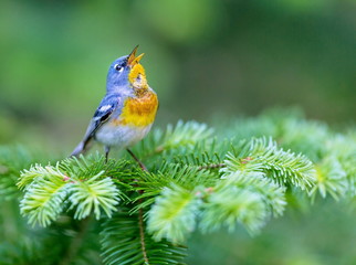A small warbler of the upper canopy, the Northern Parula can be found in boreal forests of Quebec. It nests in Canada in June and July and after returns south to spend the winter. - 115344797