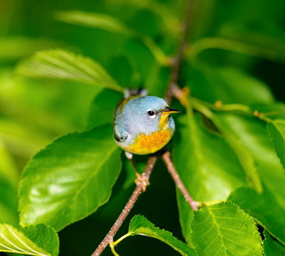 A small warbler of the upper canopy, the Northern Parula can be found in boreal forests of Quebec. It nests in Canada in June and July and after returns south to spend the winter.