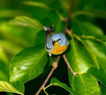A small warbler of the upper canopy, the Northern Parula can be found in boreal forests of Quebec. It nests in Canada in June and July and after returns south to spend the winter.