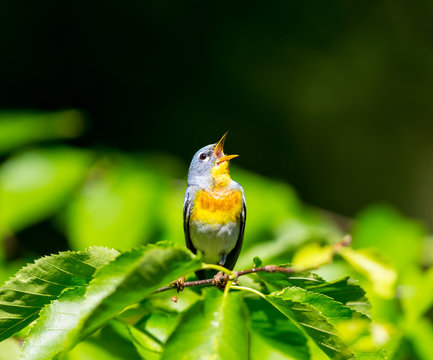 A small warbler of the upper canopy, the Northern Parula can be found in boreal forests of Quebec. It nests in Canada in June and July and after returns south to spend the winter.