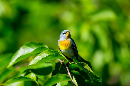 A small warbler of the upper canopy, the Northern Parula can be found in boreal forests of Quebec. It nests in Canada in June and July and after returns south to spend the winter.