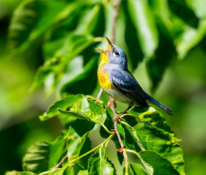 A small warbler of the upper canopy, the Northern Parula can be found in boreal forests of Quebec. It nests in Canada in June and July and after returns south to spend the winter.