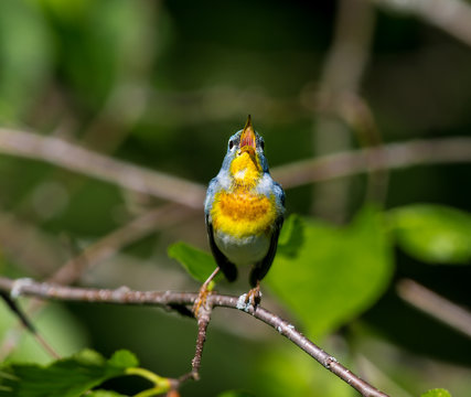 A small warbler of the upper canopy, the Northern Parula can be found in boreal forests of Quebec. It nests in Canada in June and July and after returns south to spend the winter.