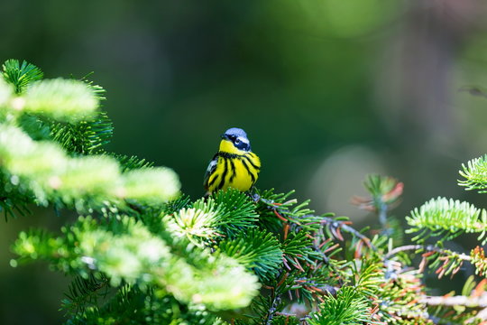 The Magnolia Warbler is a handsome and familiar warbler of the northern forests. Though it often forages conspicuously and close to the ground, it is a very shy and hard to photograph.