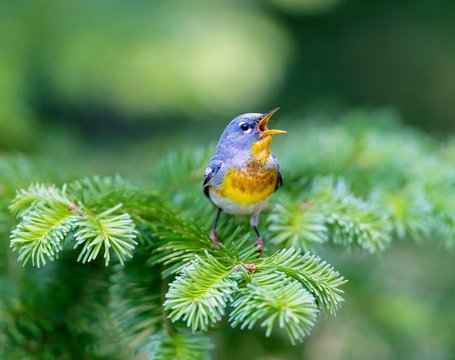 A small warbler of the upper canopy, the Northern Parula can be found in boreal forests of Quebec. It nests in Canada in June and July and after returns south to spend the winter.