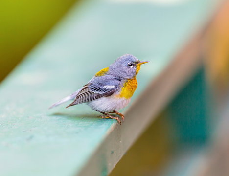 A small warbler of the upper canopy, the Northern Parula can be found in boreal forests of Quebec. It nests in Canada in June and July and after returns south to spend the winter.