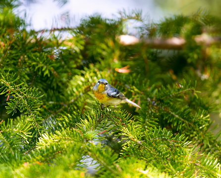 A small warbler of the upper canopy, the Northern Parula can be found in boreal forests of Quebec. It nests in Canada in June and July and after returns south to spend the winter.