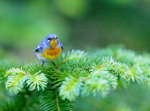 A small warbler of the upper canopy, the Northern Parula can be found in boreal forests of Quebec. It nests in Canada in June and July and after returns south to spend the winter.