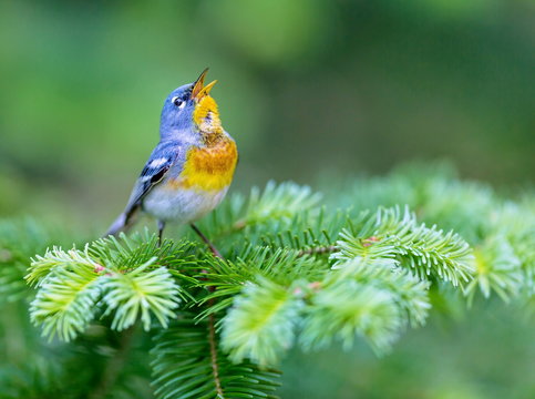 A small warbler of the upper canopy, the Northern Parula can be found in boreal forests of Quebec. It nests in Canada in June and July and after returns south to spend the winter.