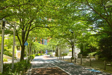 木漏れ日の道（六本木）