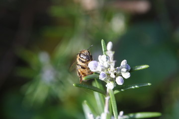 Honey Bee collecting pollen