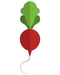 simple flat design whole radish icon vector illustration