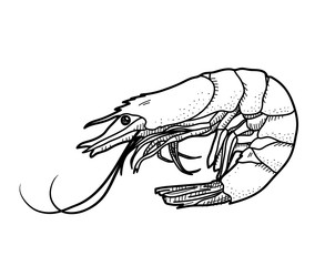 Shrimp Doodle, a hand drawn vector illustration of a shrimp.