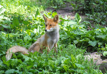 Naklejka na ściany i meble Fox looks to the side while sitting on his hind legs in the grass