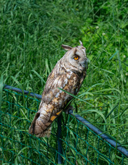 Owl sitting on a fence of metal mesh in high the grass