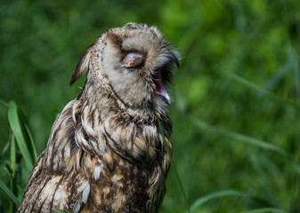 Owl closed her eyes and opened her beak