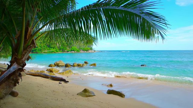 Beautiful, blue water of a tropical sea washes gently against a boulder strewn, sandy beach beneath a coconut palm.