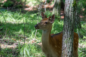 Female deer looking towards the back of the tree