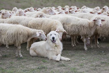 A shepherd dog in a tenderness moment with the sheep he guards. Boss, praising, gratitude, obedience, love, friendship, leadership, followers concepts   © ANADMAN