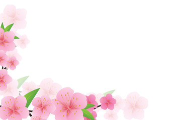 Fototapeta na wymiar Cherry blossom, Sakura pink flowers background.