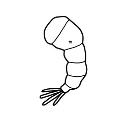 Food Shrimp Doodle, a hand drawn vector doodle illustration of a tempura shrimp.