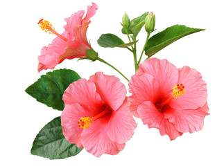Pink Hibiscus on white background with path - obrazy, fototapety, plakaty