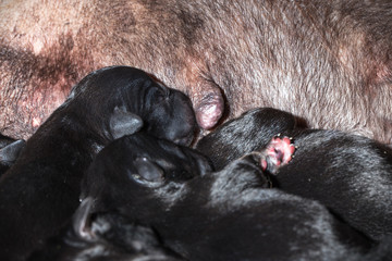 Obraz premium Newborn puppies dog sucking milk