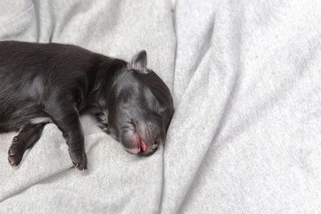newborn puppy dog sleeping black labrador retriever