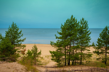 Fototapeta na wymiar Pine trees near sea. Neringa, Lithuania