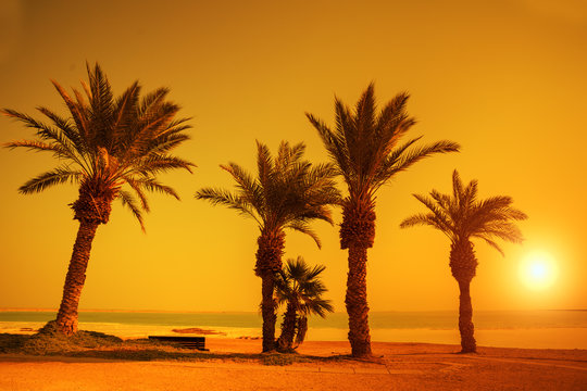 Orange sunset over beach with palm trees