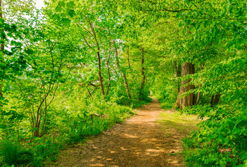 Fototapeta premium Wald Weg Laubbäume Natur Landschaft