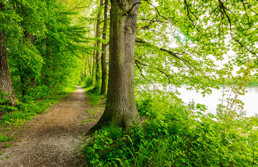 Wald Weg Bäume See Ufer