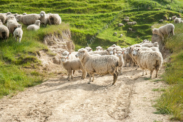 Sheep grazing and looking back on farm track and grassy slopes